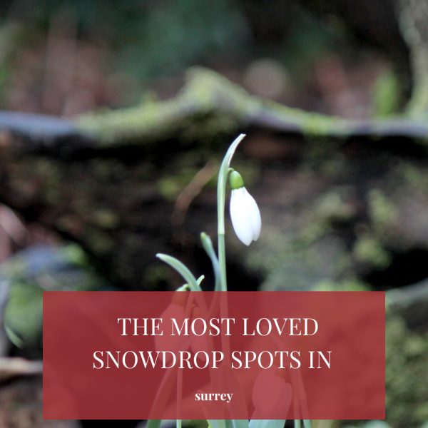 snow drops in Surrey