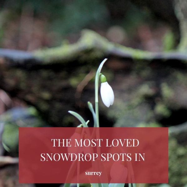 snow drops in Surrey